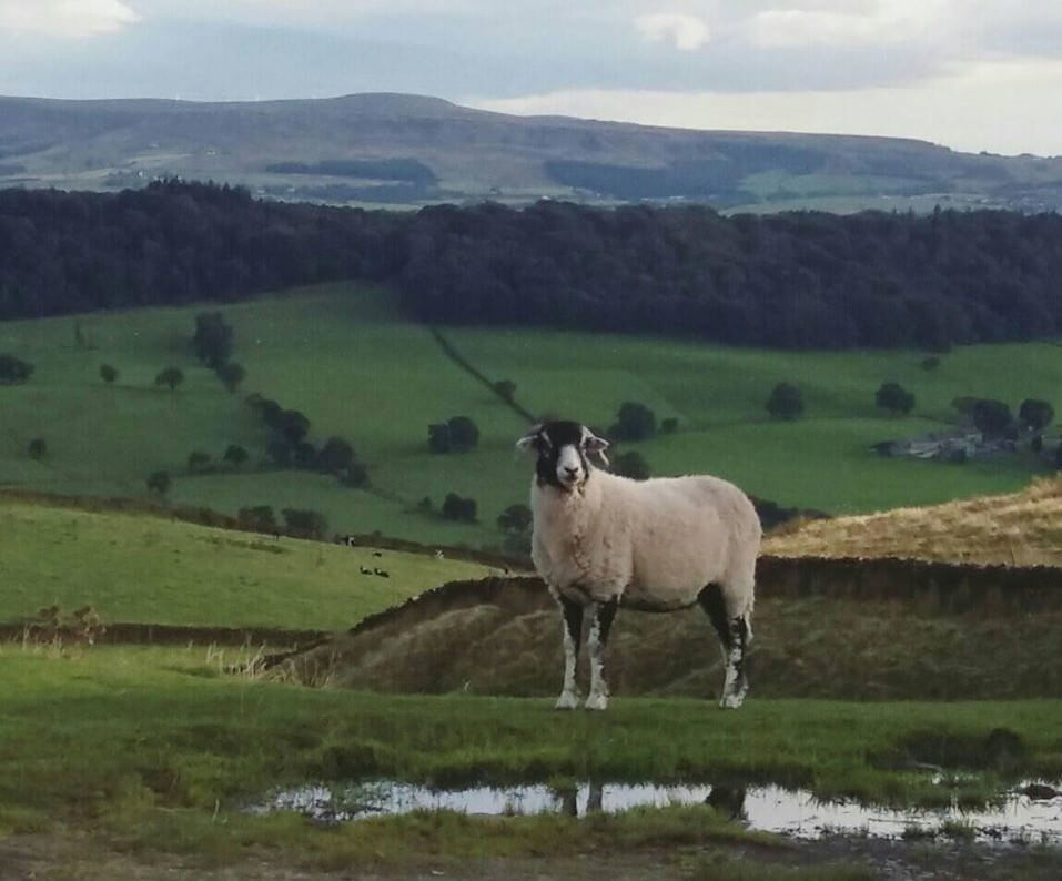 Wool - Sheep on Pendle Hill